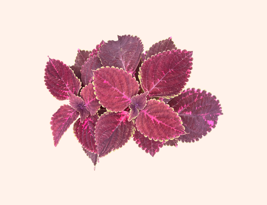 Coleusing.png